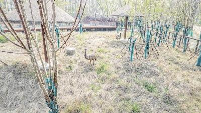首批动物喜迁新居 武汉动物园力争年底开园