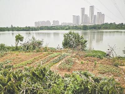 后官湖畔绿道坡地被人开垦种菜 蔡甸区多部门将开展集中整治