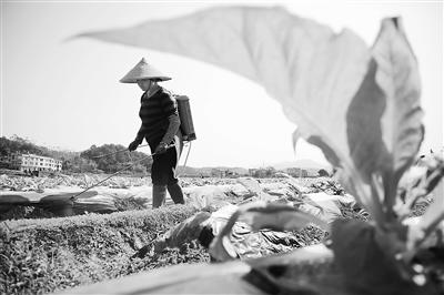 福建龙岩：以品牌富农，以科技强农