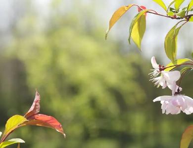 美文丨平虎新诗（二）