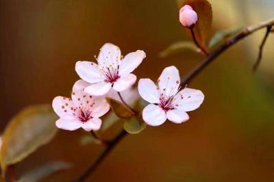 美文丨季节的风（一）