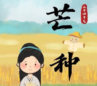 今日芒种