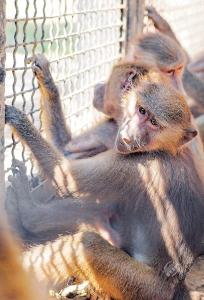 武汉动物园最大展区非洲区竣工 阿拉伯狒狒首次入住