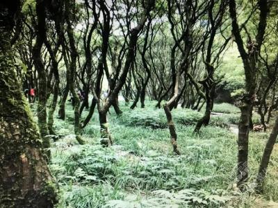 美文丨探访随阳白沙洲