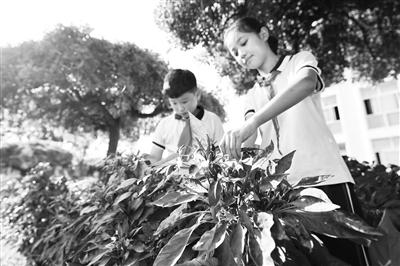 “校园农场”助力  劳动教育提质增效