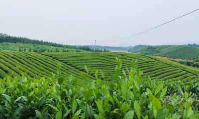 湖北赤壁：初夏茶园美如画 绿意盎然显生机