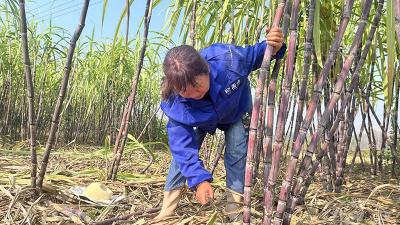 从田里甜到心里！茶庵岭镇甘蔗熟了