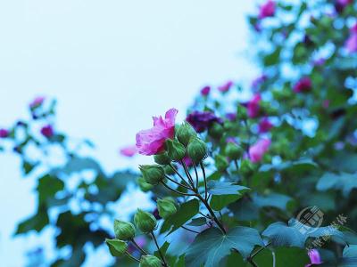 湖北赤壁：初冬芙蓉花绽放 红白相间映青泉
