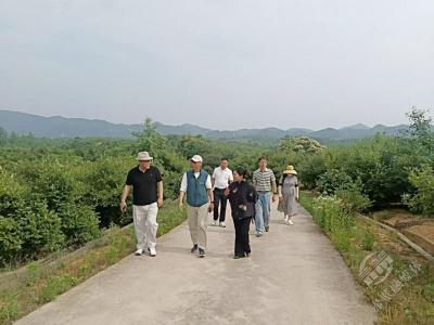 中国林业与环境促进会油茶产业分会专家组来赤壁调研 共商油茶产业发展新蓝图