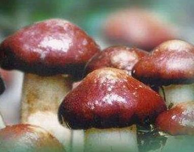 蘑菇中毒进入高发期，这份科普请收下