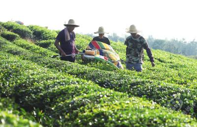 湖北赤壁：茶园夏剪正当时 茶农忙碌护茶香