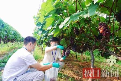 赤壁检测助农：共筑农产品安全防线，助力乡村振兴显担当