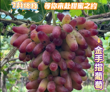 赤壁市柳山湖镇第三届葡萄采摘节等你来约