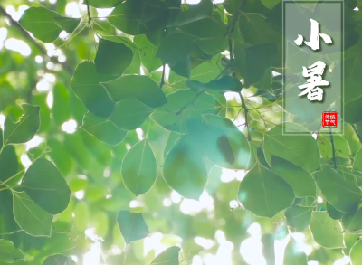 小暑里，愿我们像夏日花朵，不畏骄阳，灿烂绽放