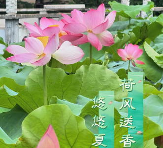 悠悠夏日长 荷风送香