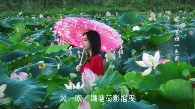 茶庵岭镇荷香远 莲伴青山接碧霄