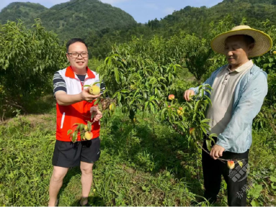 茶庵岭镇：党建引领产业兴 黄桃铺就致富路