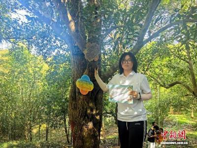 湖北咸宁：准大学生认养古桂花树记乡愁