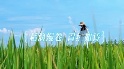 稻浪漫卷 青绿如诗