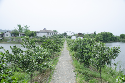 赤壁市陆水湖街道：支部联动探新路 订单农业促增收