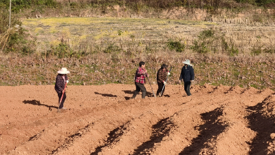 栽下致富苗 静待烂漫时