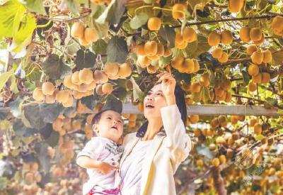 沃野淌金 产业振兴促乡村全面振兴