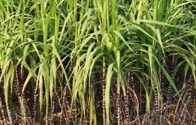 甜到心底的记忆，就藏在茶庵岭镇的那片甘蔗地