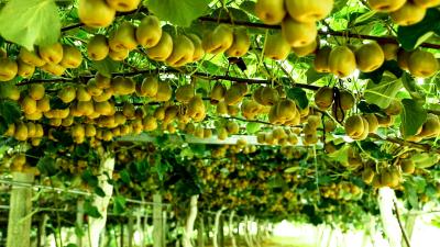 【回眸“十四五”②】赤壁特色农业产业绘就乡村振兴画卷