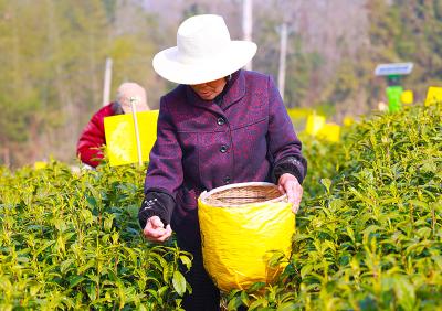 湖北赤壁：春风拂绿茶山 茶香飘满田园