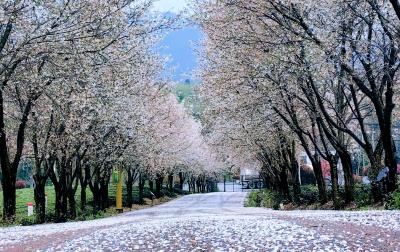 湖北赤壁：樱漫青山 茶韵芬芳