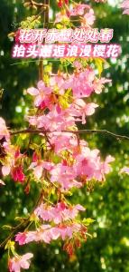 赤壁街头，抬头邂逅浪漫樱花