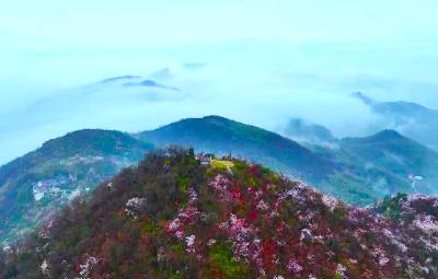 湖北赤壁：云海伴繁花 春日绘仙境