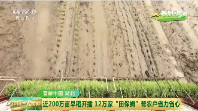 [中国三农报道]春耕中国 湖北 近200万亩早稻开插 12万家“田保姆”帮农户省力省心