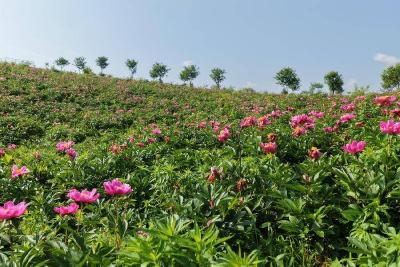 春天里·共赴春约 | 沧湖百亩药用芍药盛放