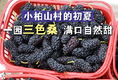 赤壁小柏山村三色桑葚正当季