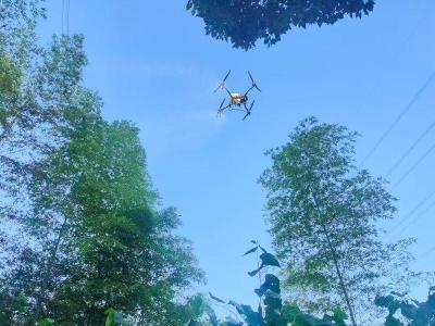 无人机错峰施药 官塘驿林场科学防控竹蝗灾害