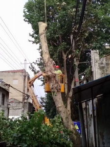 修剪大树 服务群众 
