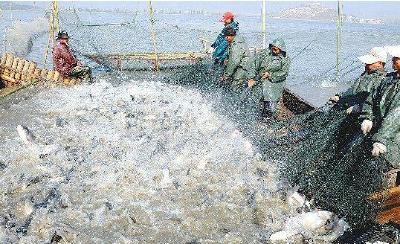 低温雨雪冰冻将至 湖北省水产局近日发出防冻减灾通知