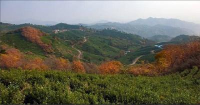 大悟大力发展生态种茶助推农户脱贫致富