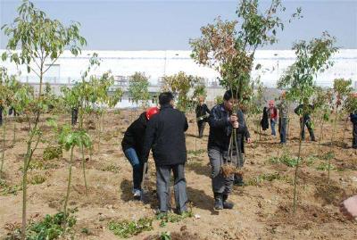 省林业厅机关干部来孝开展义务植树活动