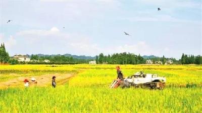 陈鸿杰调研新型农业经营主体发展情况