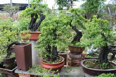 孝感市花木盆景协会六届一次会议顺利召开