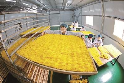 大悟旅游添“金花”
