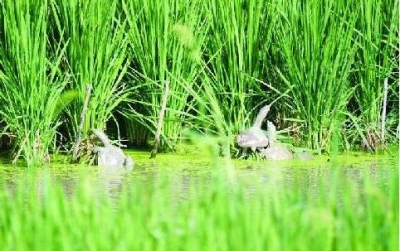 大悟水产养殖主打特色牌