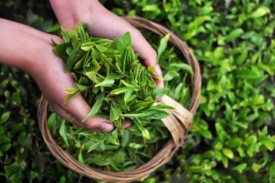 应城茶叶经济散发朝阳“范儿”