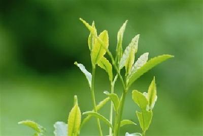 大悟27万亩春茶全面开采