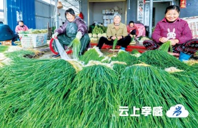 小香葱 大产业
