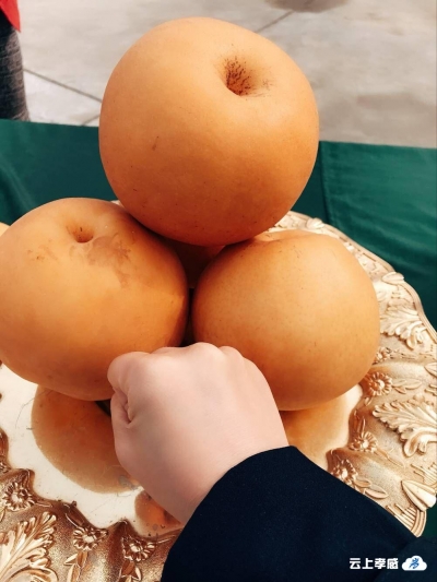 【云聚孝感 十抓十促】土耳其金果漂洋过海 定居孝感谋致富