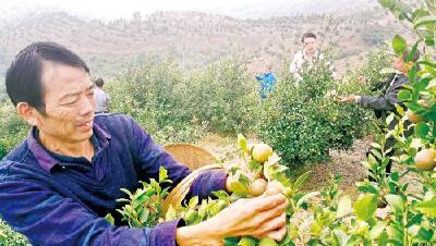 油茶满山坡 喜结脱贫果