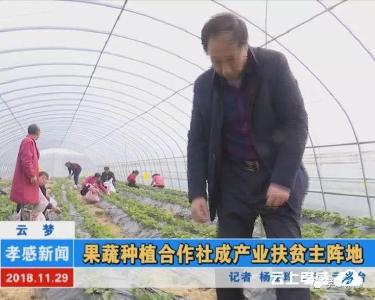 云梦：果蔬种植合作社成产业扶贫主阵地